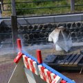 IMG_1231513