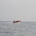 IMG_1231729