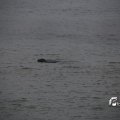 IMG_1232690