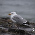 IMG_1232793