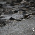 IMG_1232811