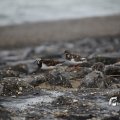 IMG_1232828