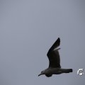 IMG_1232835