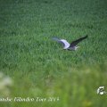 IMG_1237521