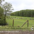 IMG_1237529