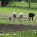 IMG_1237822