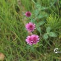 IMG_1242614