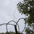 IMG_1242715