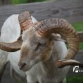 IMG_1242845
