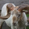 IMG_1242846