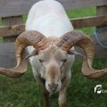 IMG_1242847
