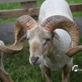 IMG_1242851