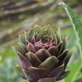 IMG_1243029