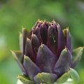 IMG_1243031