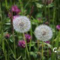 IMG_1243123