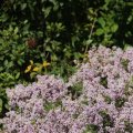 IMG_1243220