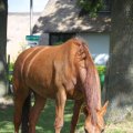 IMG_1243239