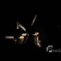 IMG_1284346