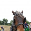 IMG_1286191