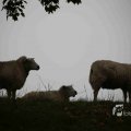 IMG_1292561