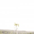 IMG_1295773