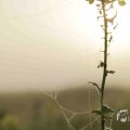 IMG_1295778