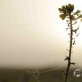 IMG_1295779