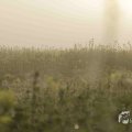 IMG_1295781