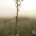 IMG_1295782