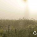 IMG_1295785