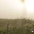 IMG_1295786