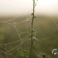IMG_1295787