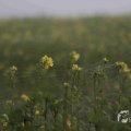 IMG_1295791