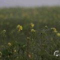 IMG_1295792