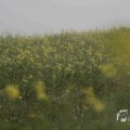 IMG_1295794