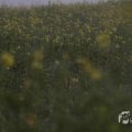 IMG_1295795