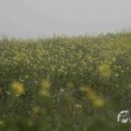 IMG_1295796