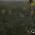 IMG_1295797