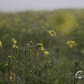 IMG_1295799
