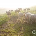 IMG_1295925