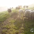 IMG_1295928