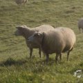 IMG_1295954