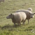 IMG_1295958