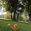 IMG_1296102