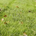 IMG_1296113