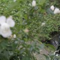 IMG_1296477