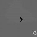 IMG_1296608