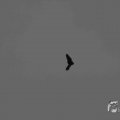IMG_1296609