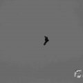 IMG_1296610