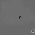 IMG_1296611